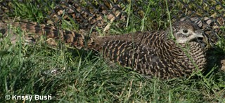 Amherst Pheasant Chick1