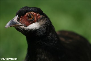 Brown Eared Pheasant Chick
