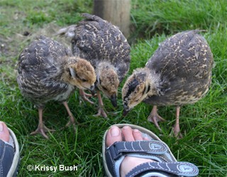 Brown Eared Pheasant Chicks