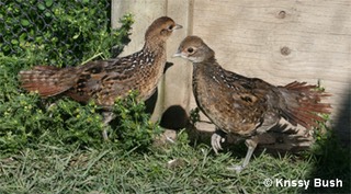 Humes Pheasant Chick Pair