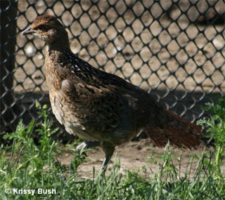 Humes Pheasant Female Chick