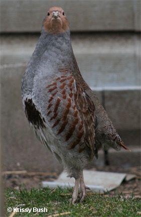 Hungarian Partridge Male3