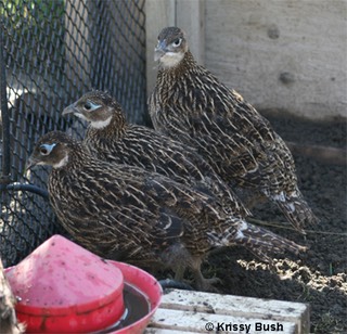 Impeyan Pheasant Chicks
