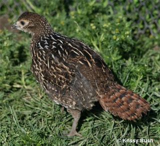 Mikado Pheasant Female Chick
