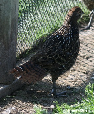 Mikado Pheasant Male Chick