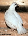 White Bobwhite Female