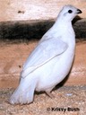White Bobwhite Male