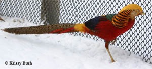 red golden male2