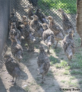 Reeves Pheasant Chicks