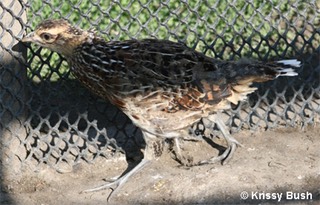 Reeves Pheasant Female Chick