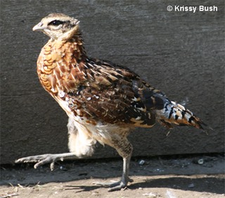 Reeves Pheasant Male Chick