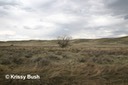 Lone Tree in Grasslands National Park (Saskatchewan)