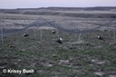 Males Under the Drop Net Before we Captured Them - Lek 16 (Alberta)