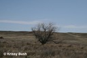 Lone Tree - Grasslands National Park (Saskatchewan)