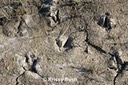 Sage-Grouse Footprints in the Mud (Alberta)