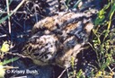Sage-Grouse Chick