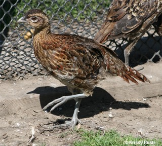 Scintillating Copper Pheasant Male Chick