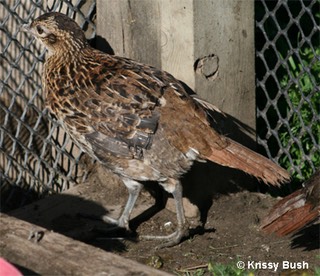 Scintillating Copper Pheasant Female chick