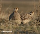 2 Sharp-tailed Grouse Males