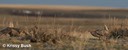 2 Sharp-tailed Grouse Males Displaying