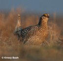 Sharp-tailed Grouse Male