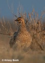 Sharp-tailed Grouse Male