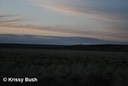 Sharp-tailed Grouse Lek at Dawn in Grasslands National Park
