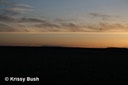 Sharp-tailed Grouse Lek at Dawn