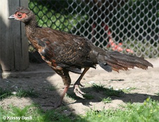 Swinhoe Pheasant Male Chick