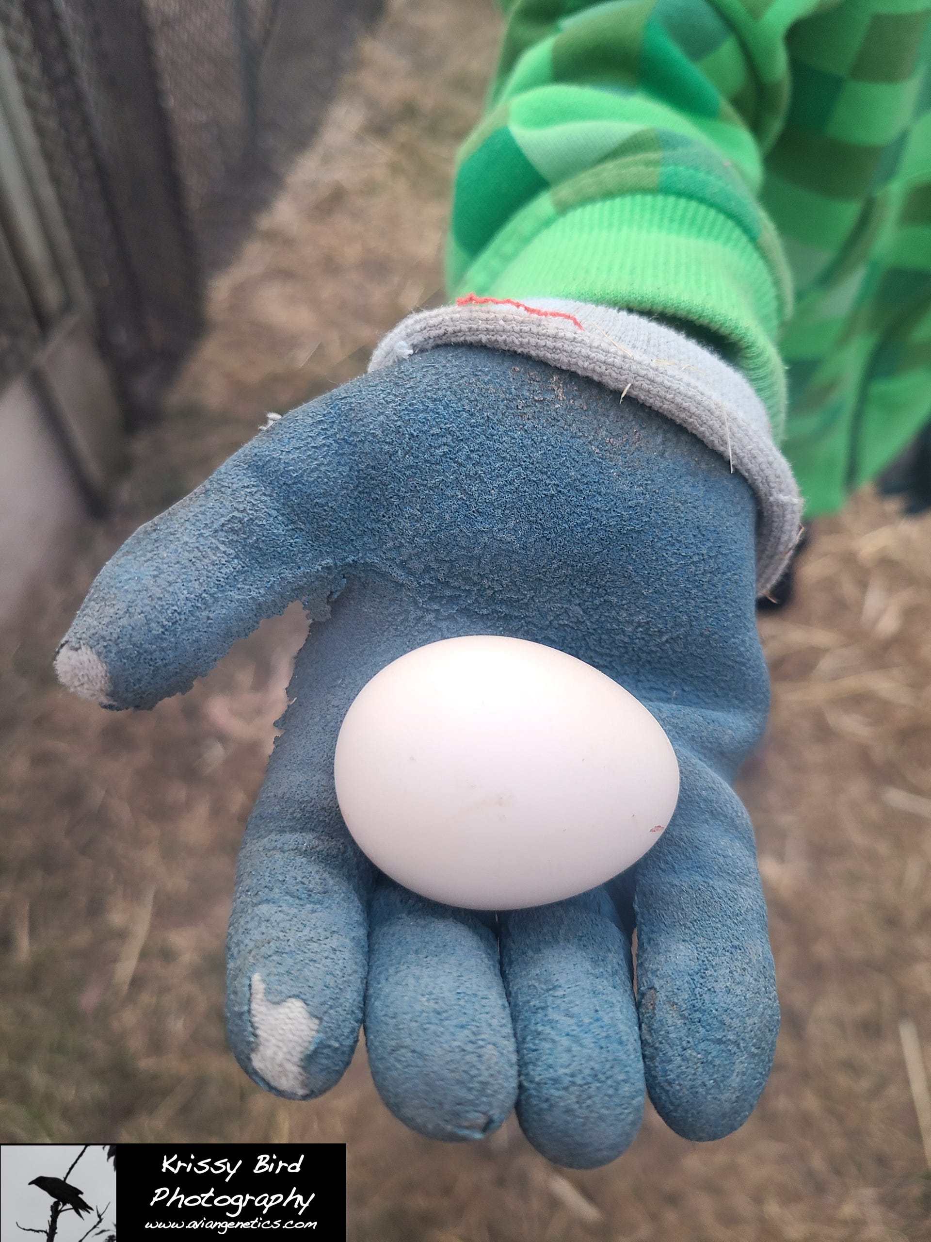 Pheasant Ridge - Amherst Pheasant Egg