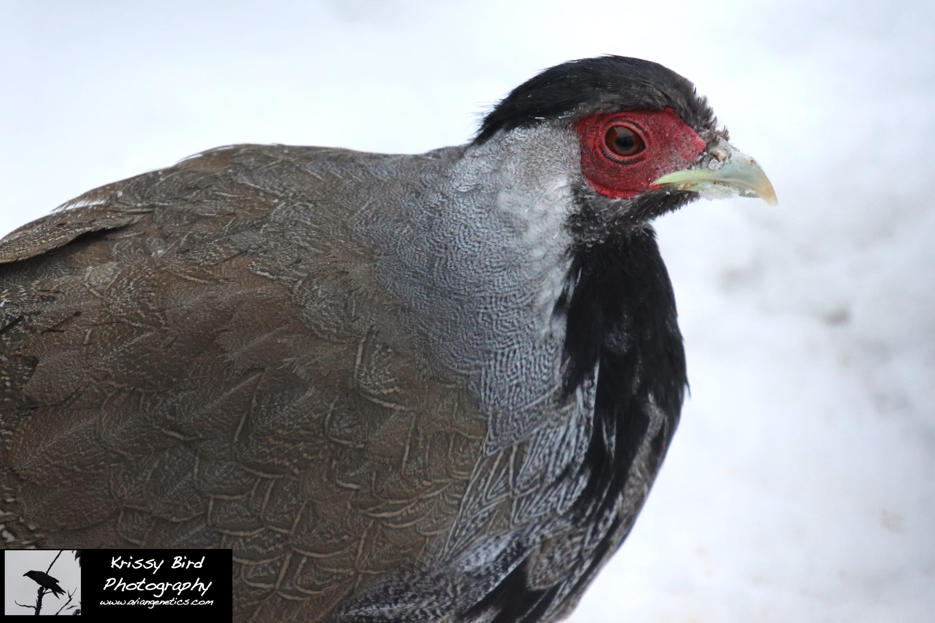 Pheasant Ridge - Young Silver Pheasant Male