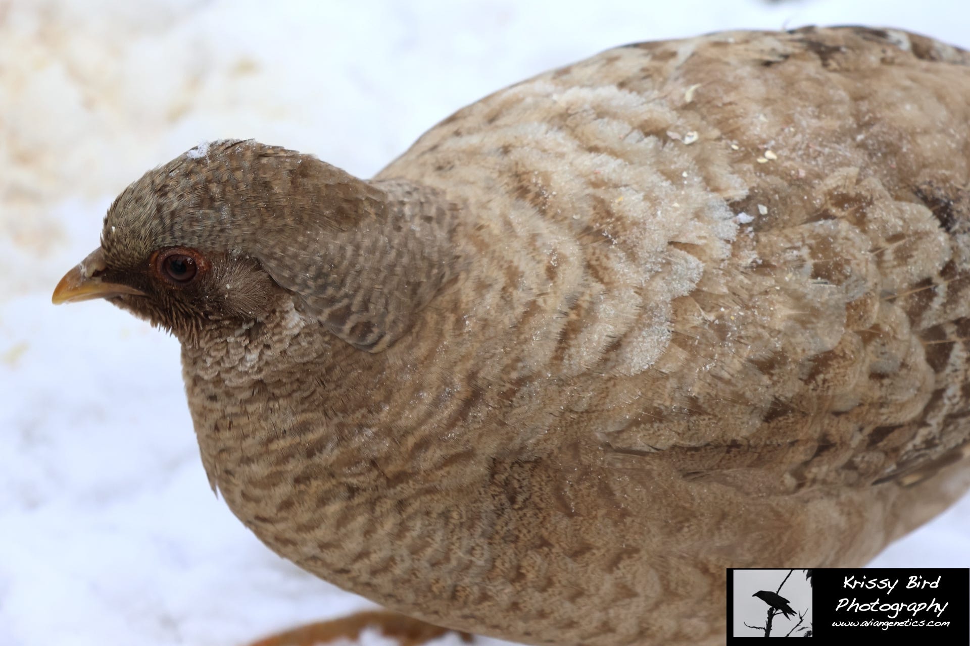 Pheasant Ridge Yellow Flame Golden Pheasant Female 