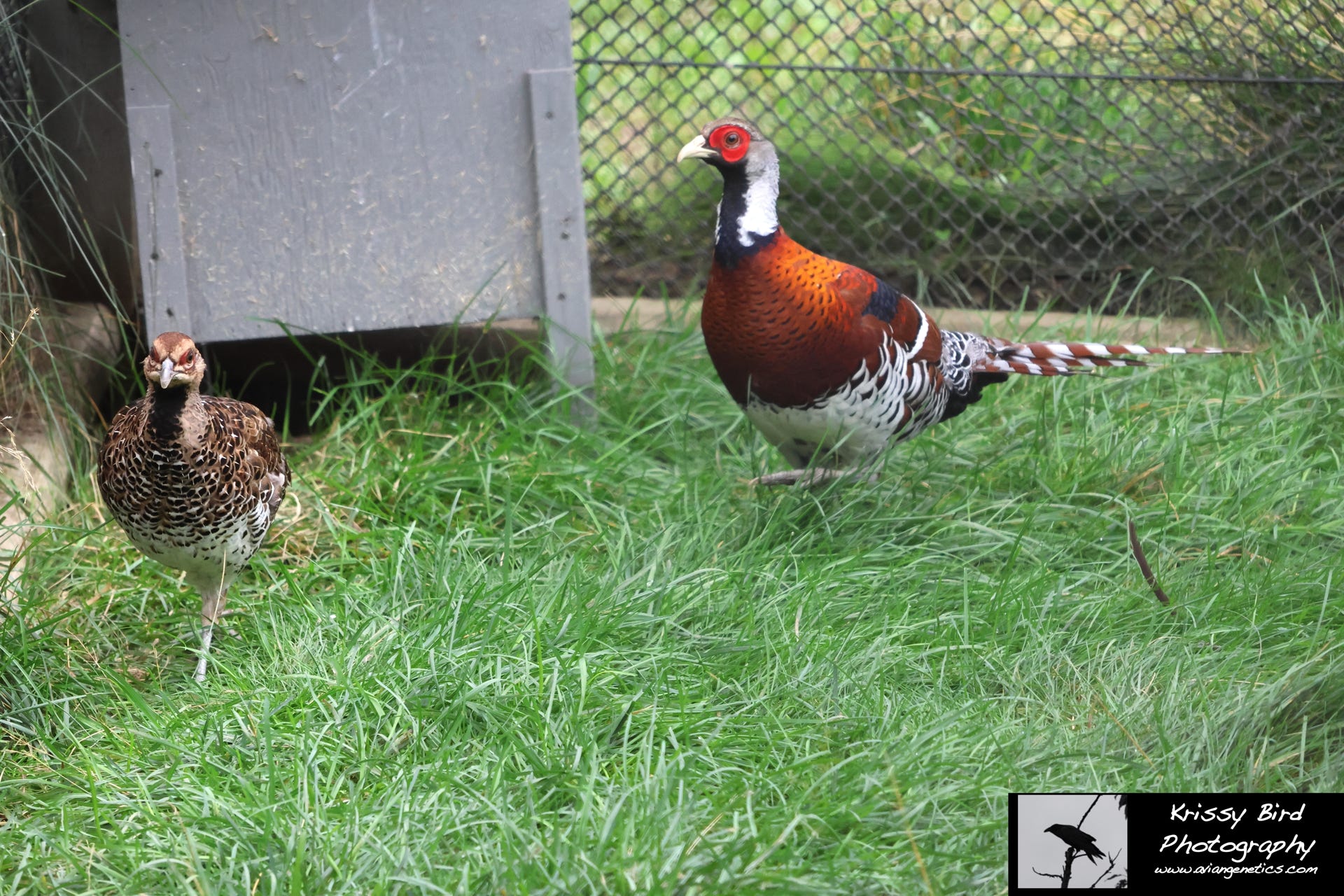 Pheasant Ridge - Elliot Pheasant Pair