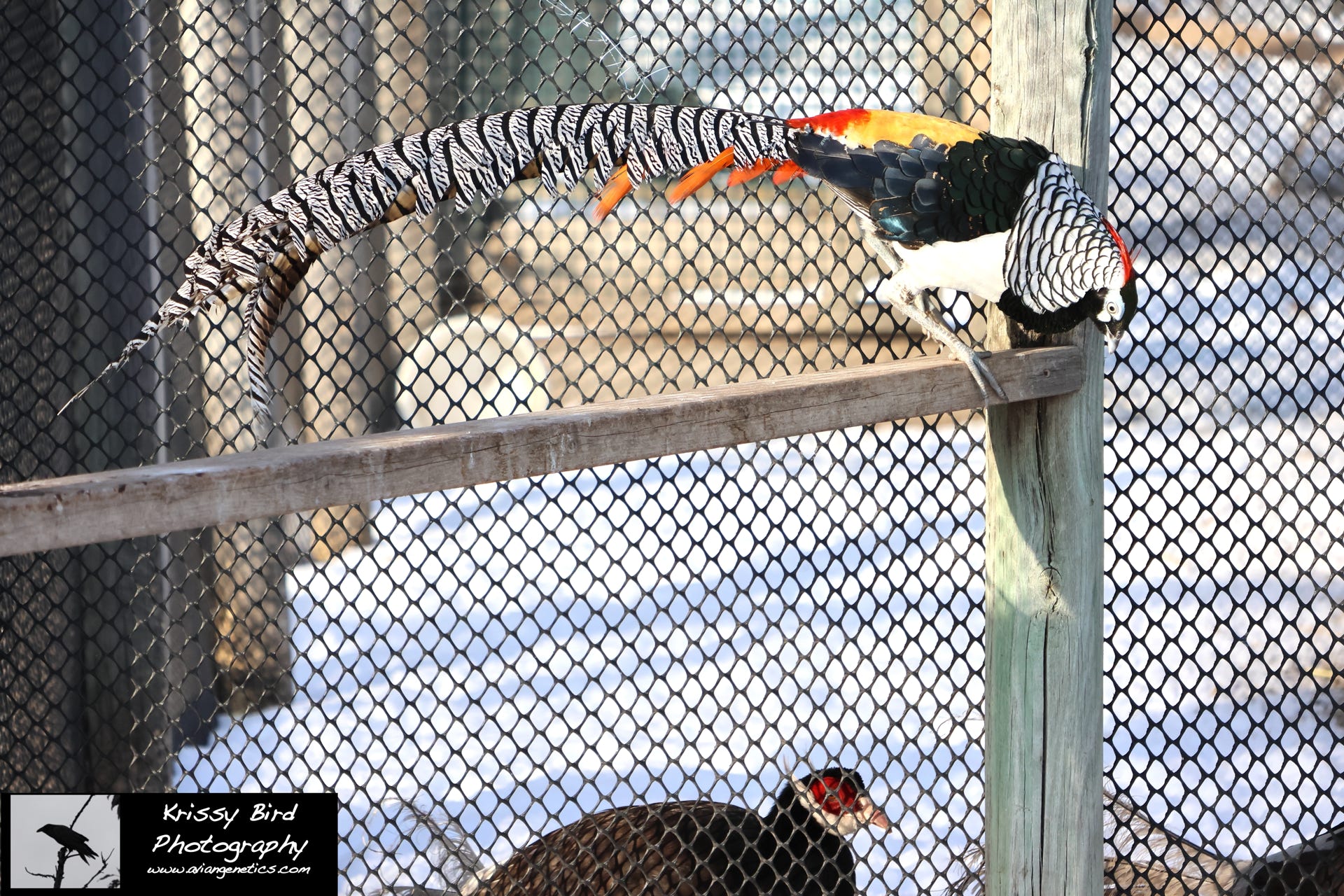 Pheasant Ridge - Amherst Pheasant Male