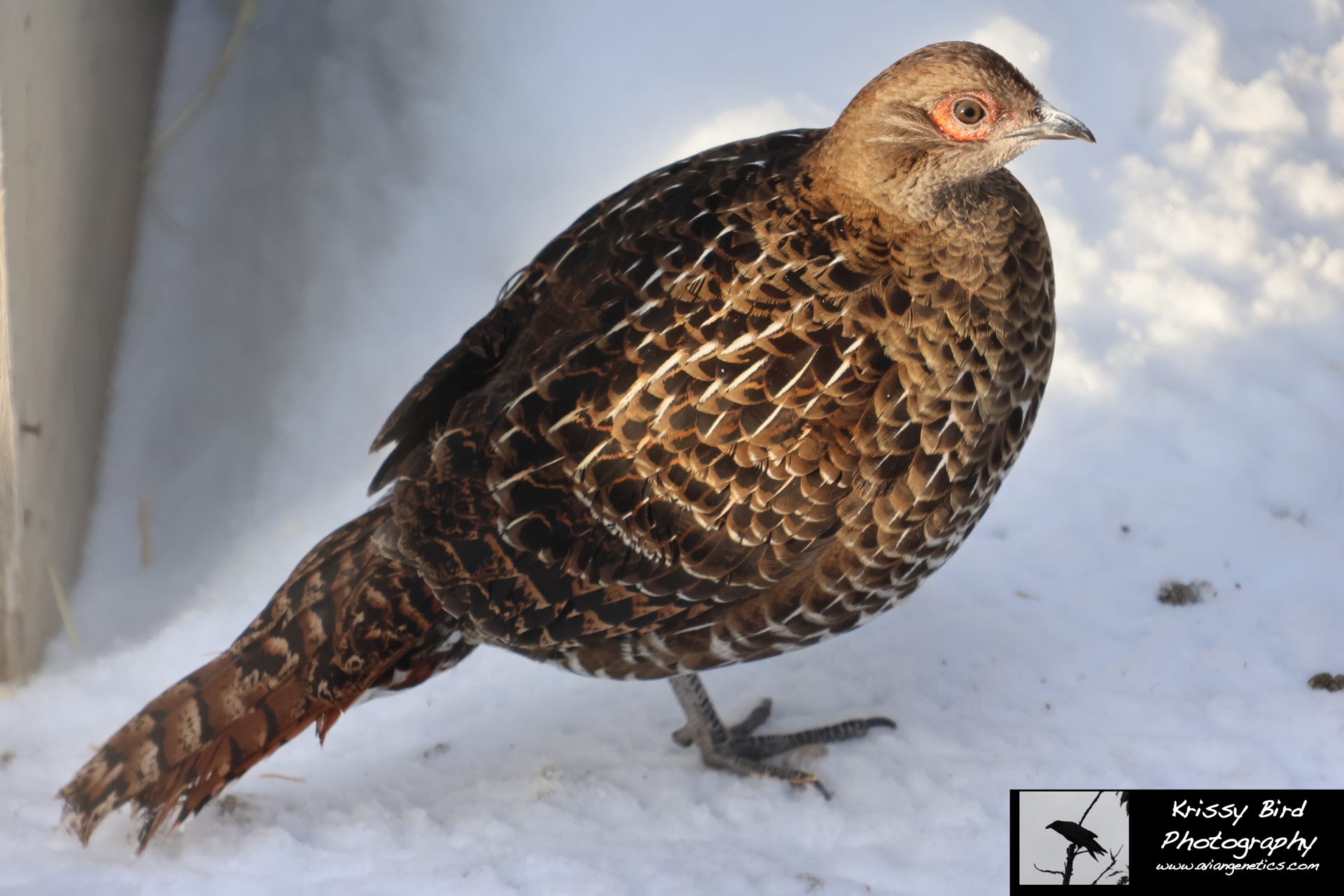 Pheasant Ridge - Mikado Pheasant Female