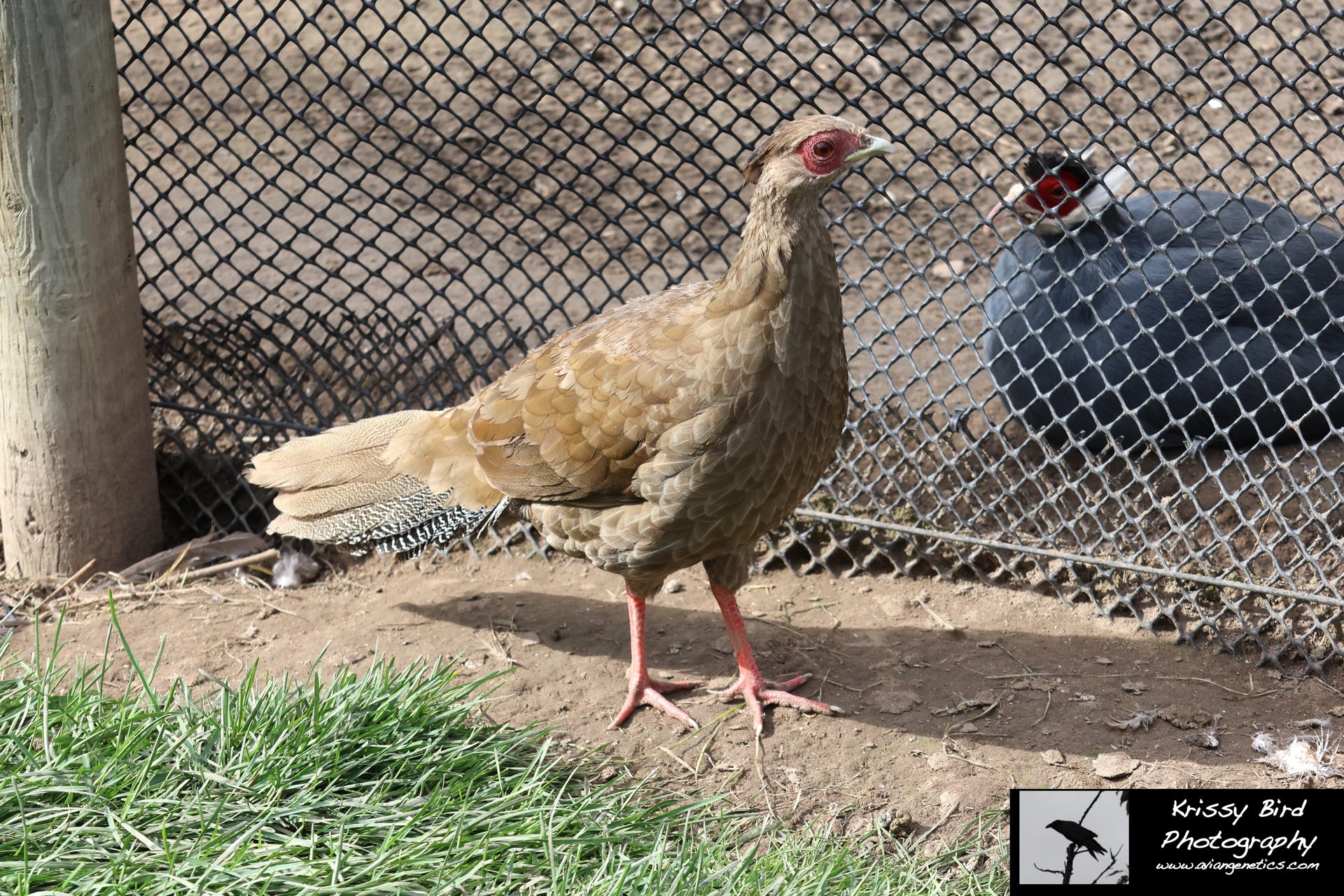 Pheasant Ridge - Silver Pheasant Female