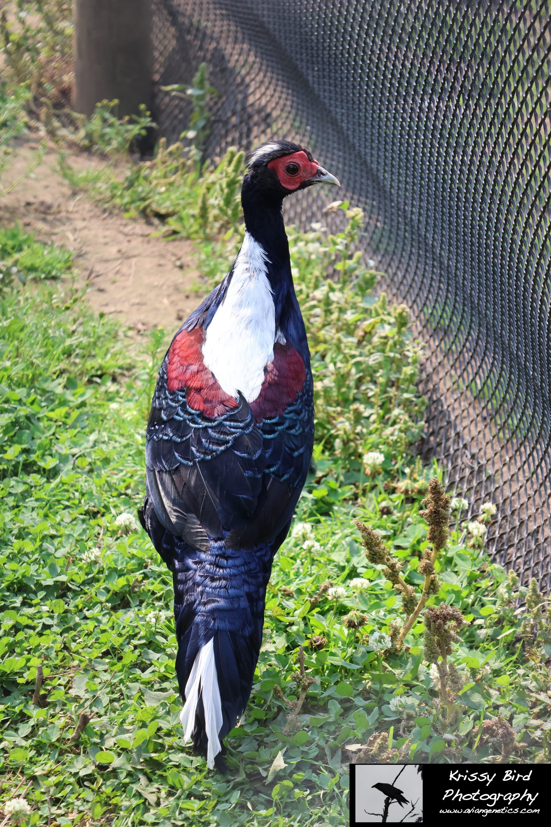 Pheasant Ridge - Swinhoe Pheasant Male