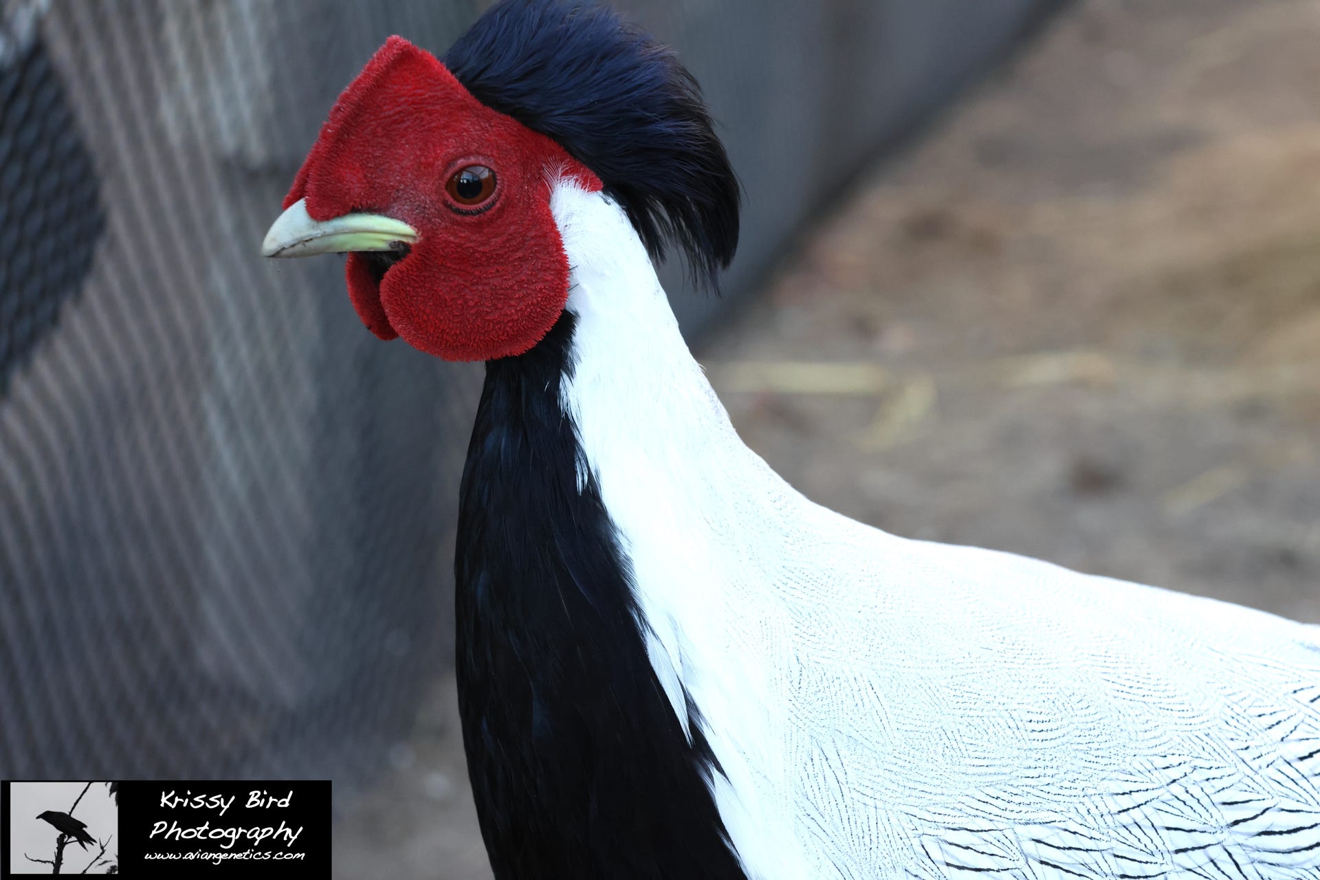 Pheasant Ridge Silver Pheasant Male