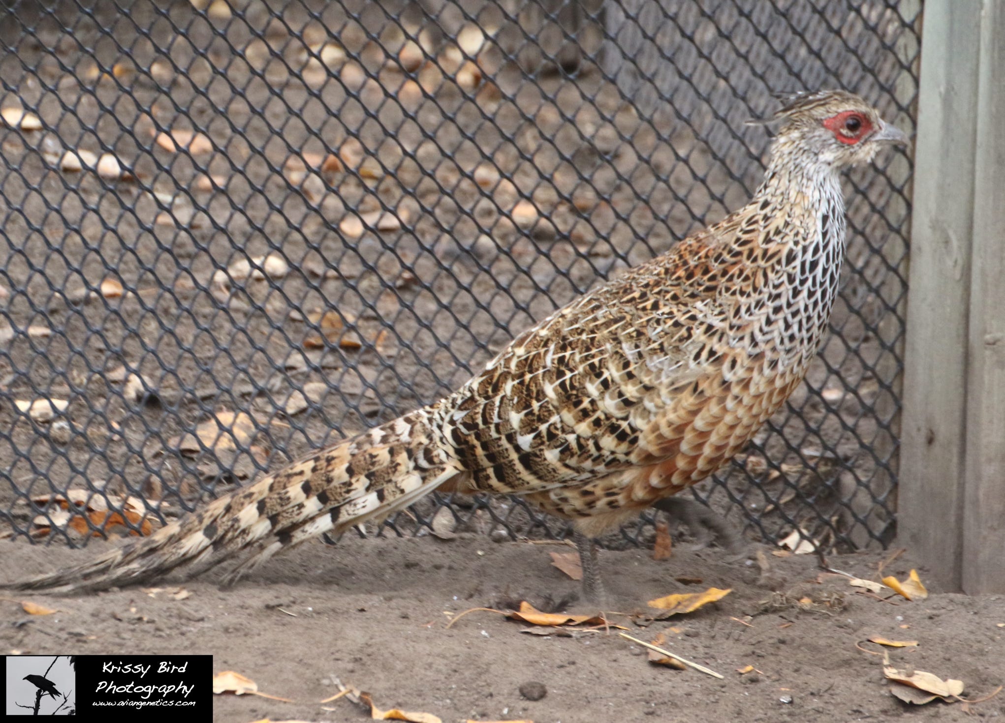 Pheasant Ridge - Cheer Pheasant Female