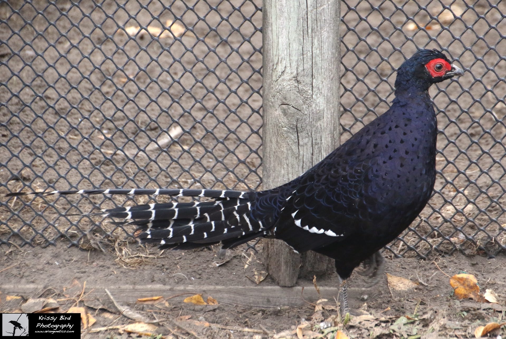 Pheasant Ridge - Mikado Pheasant Male