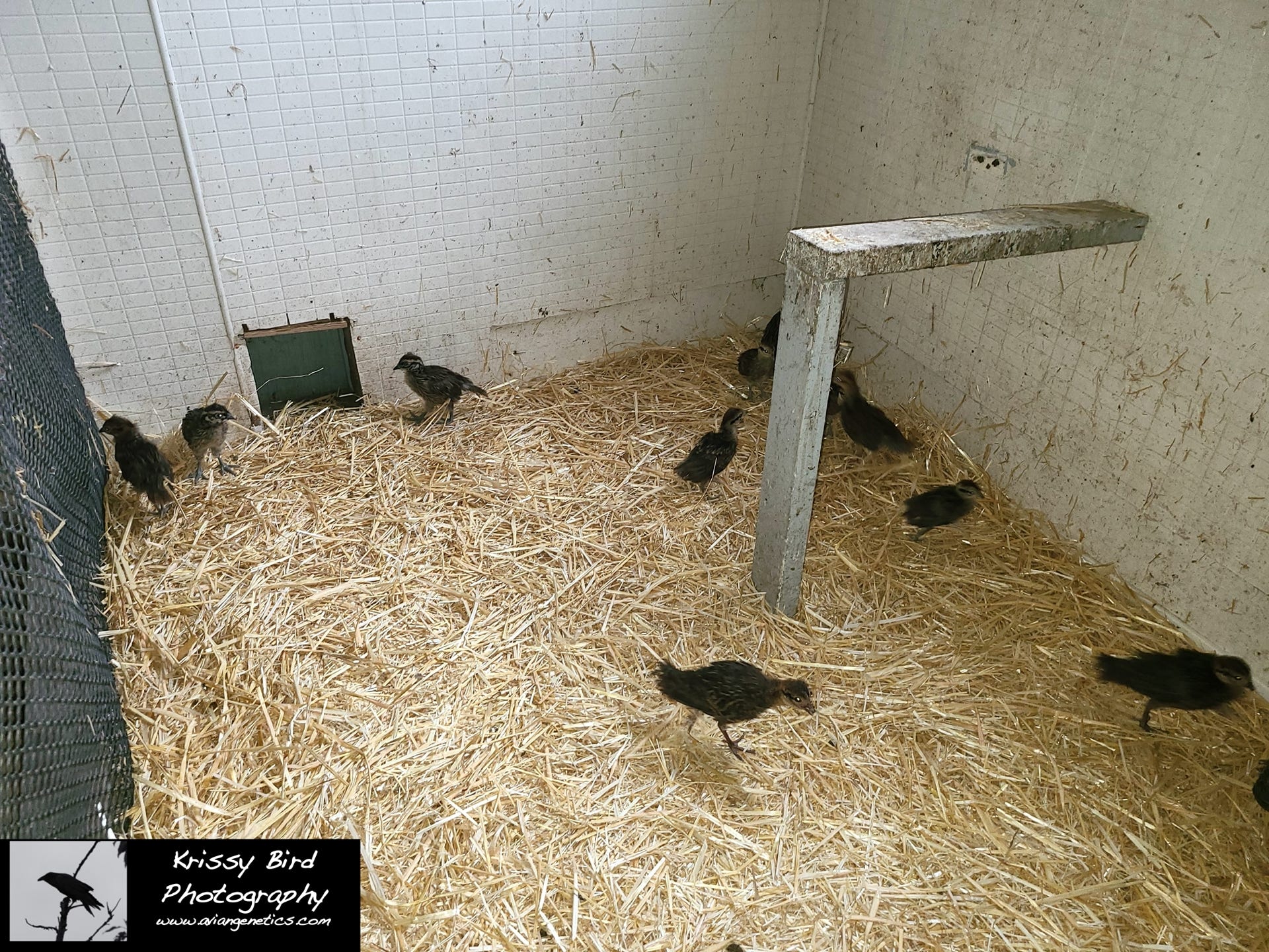 Pheasant Ridge Pheasant House Chick Pens - Inside