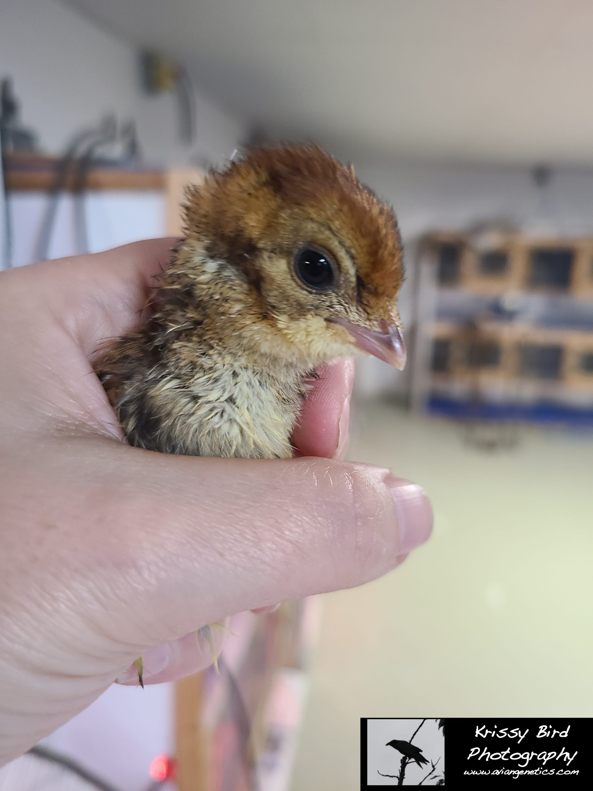 Pheasant Ridge - Temminck's Tragopan Pheasant Chick