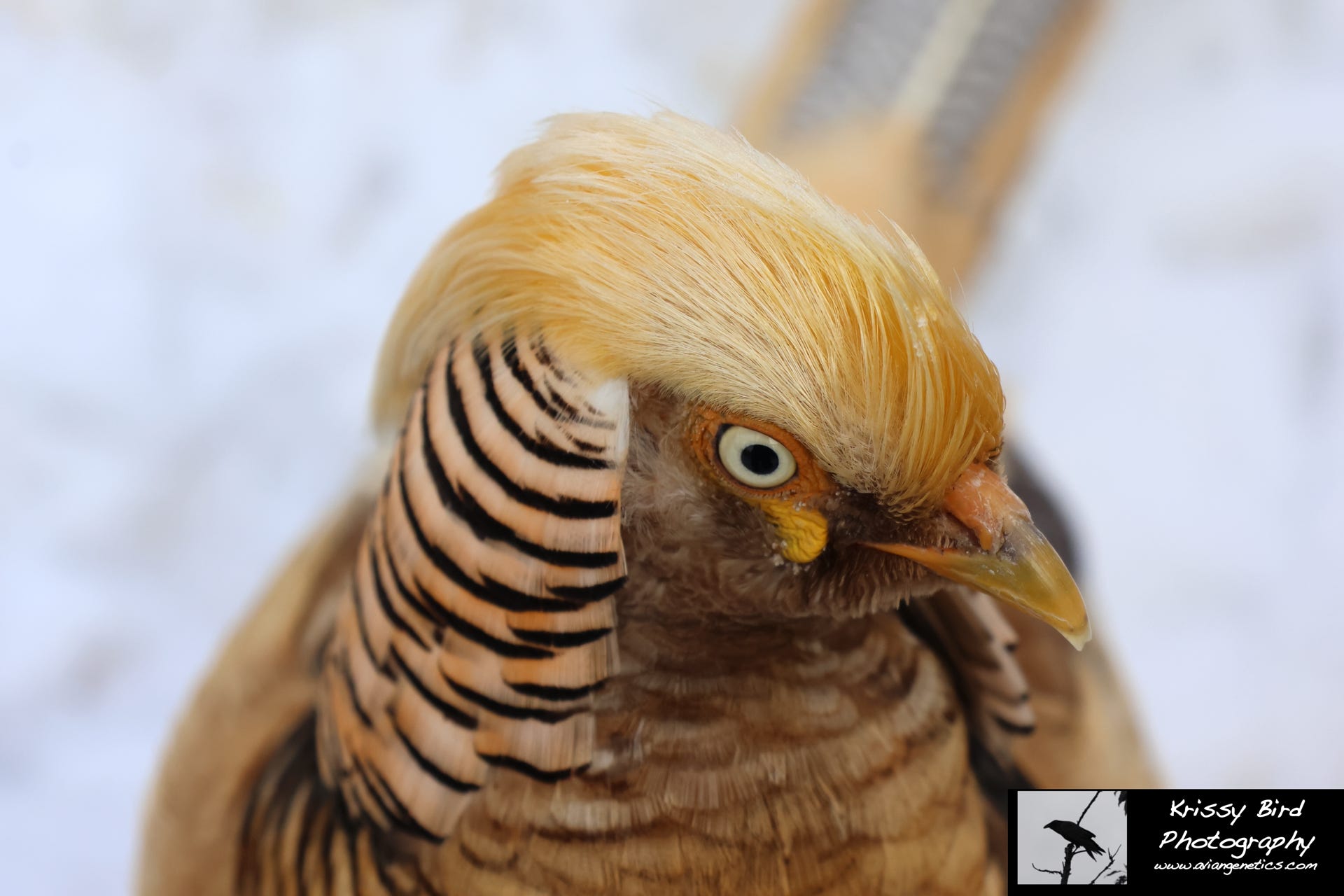 Pheasant Ridge - Yellow Flame Golden Pheasant Male