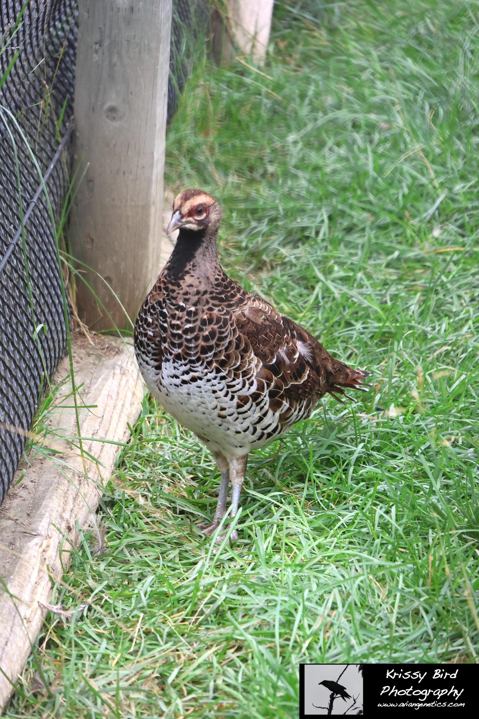 Pheasant Ridge - Elliot Pheasant Female