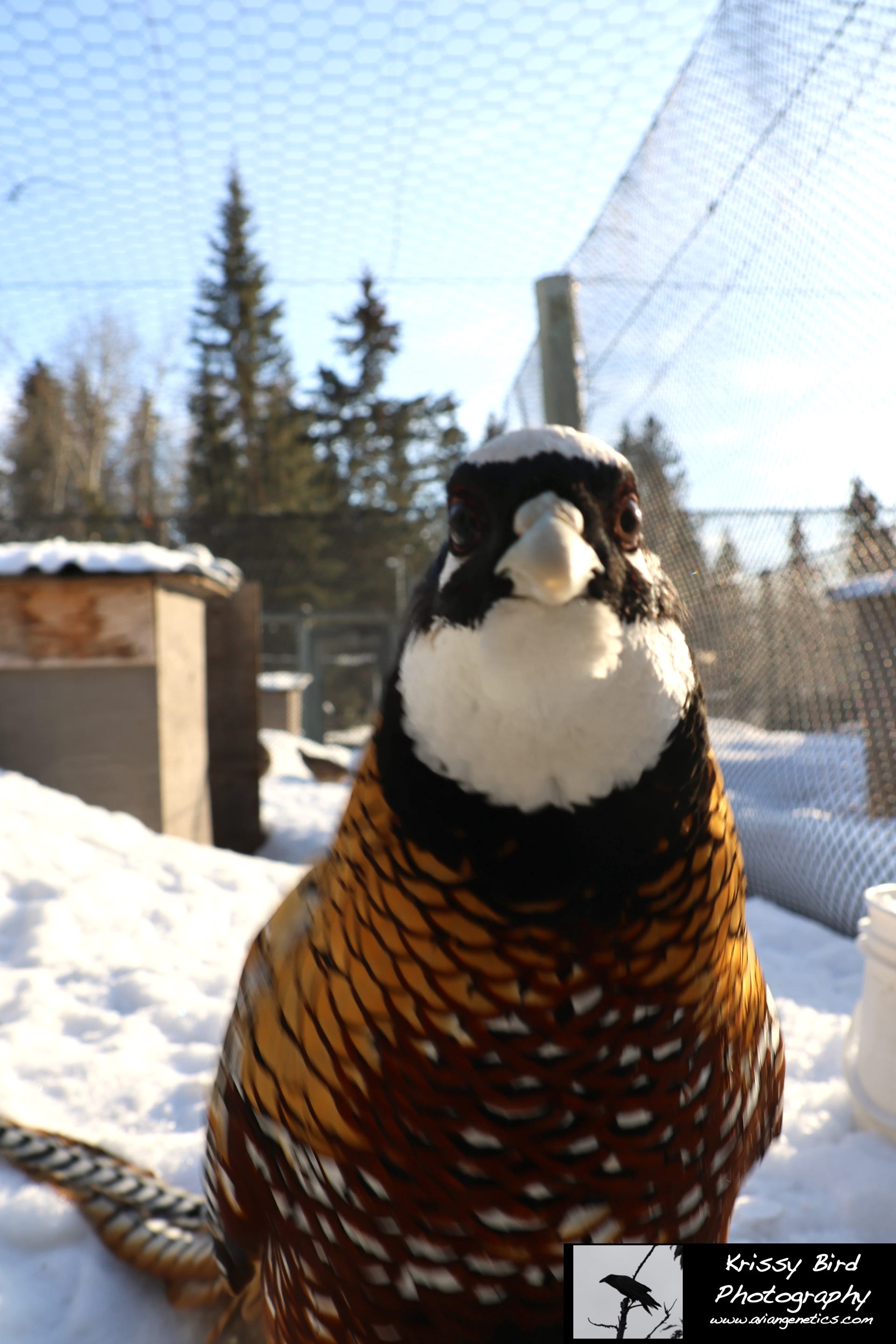 Pheasant Ridge - Reeves Pheasant Male