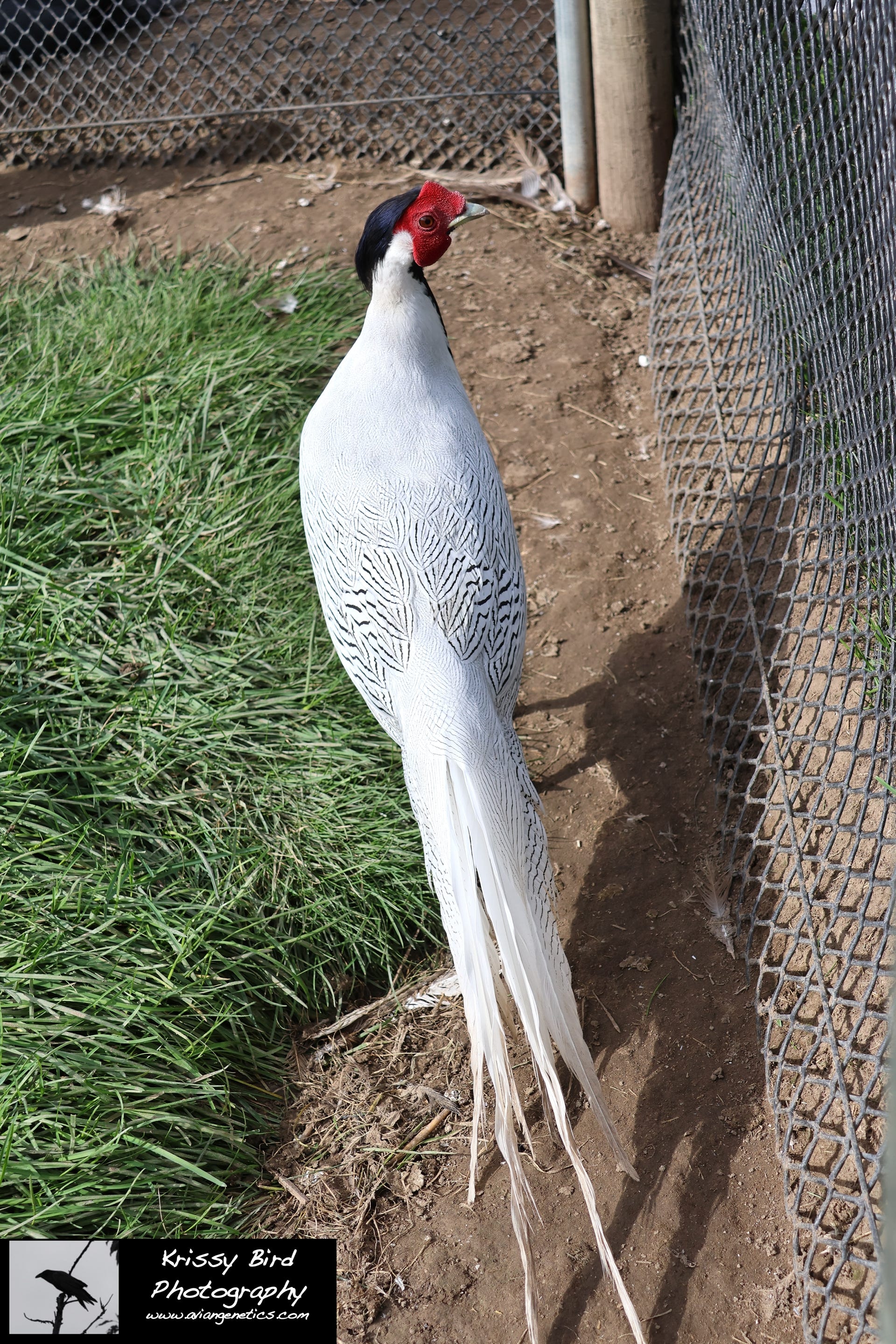 Pheasant Ridge - Silver Pheasant Male