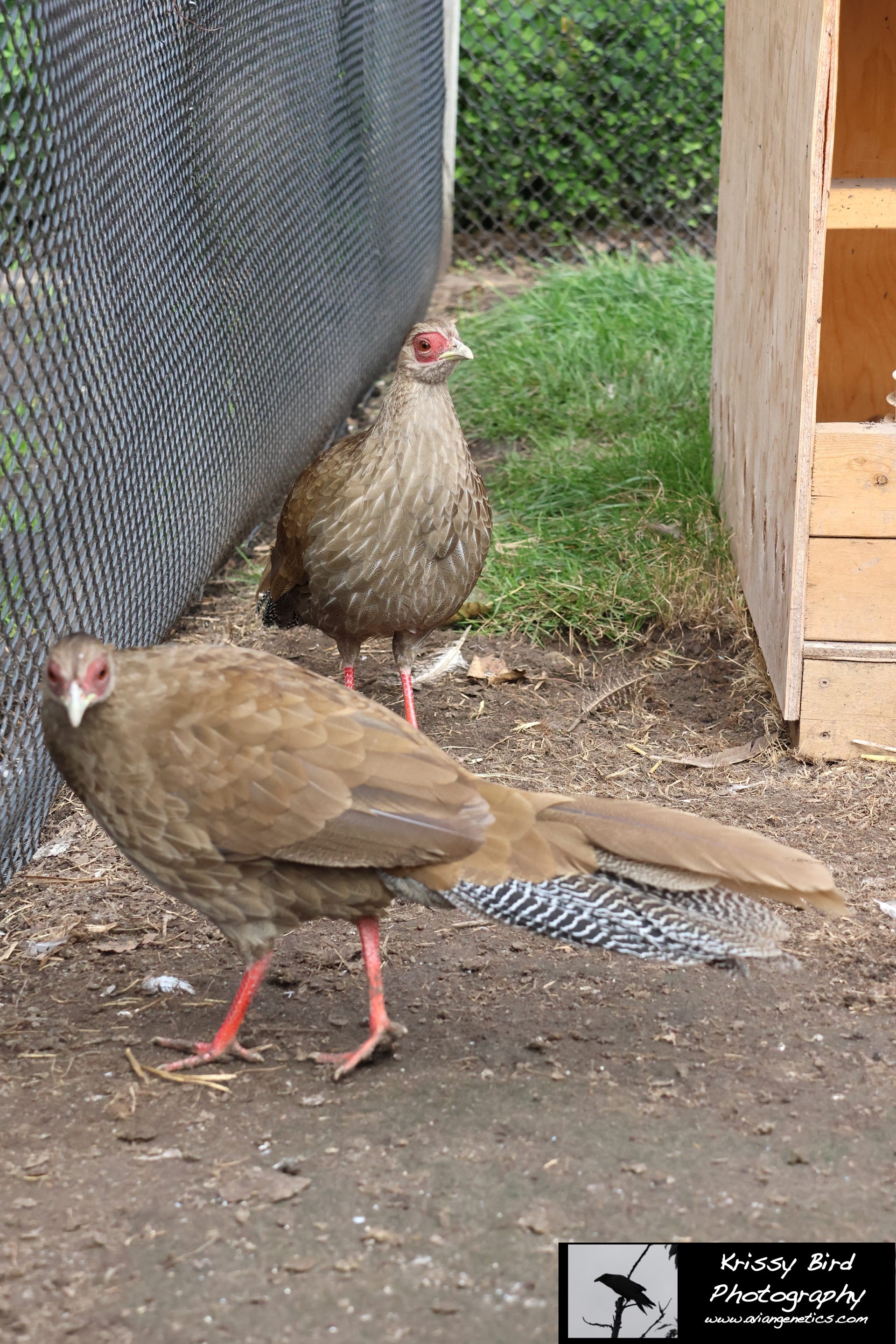 Pheasant Ridge - Silver Pheasant Females