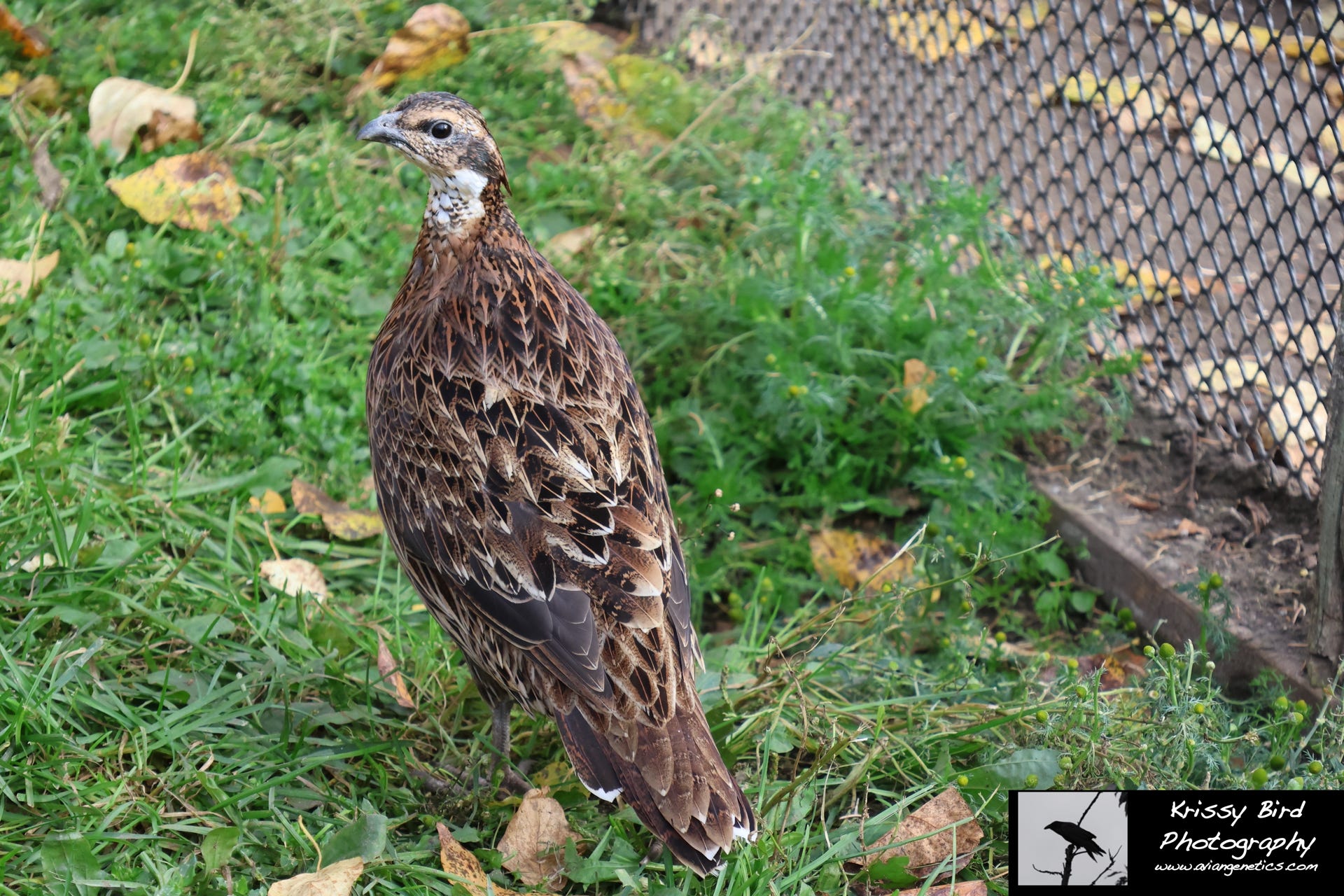 Pheasant Ridge - Koklass Female