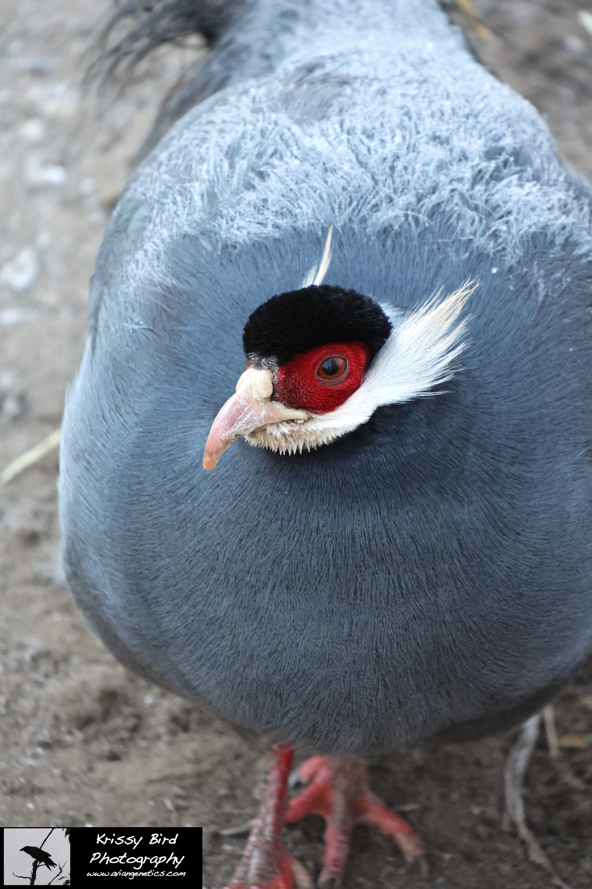 Pheasant Ridge - Blue Eared Pheasant Female