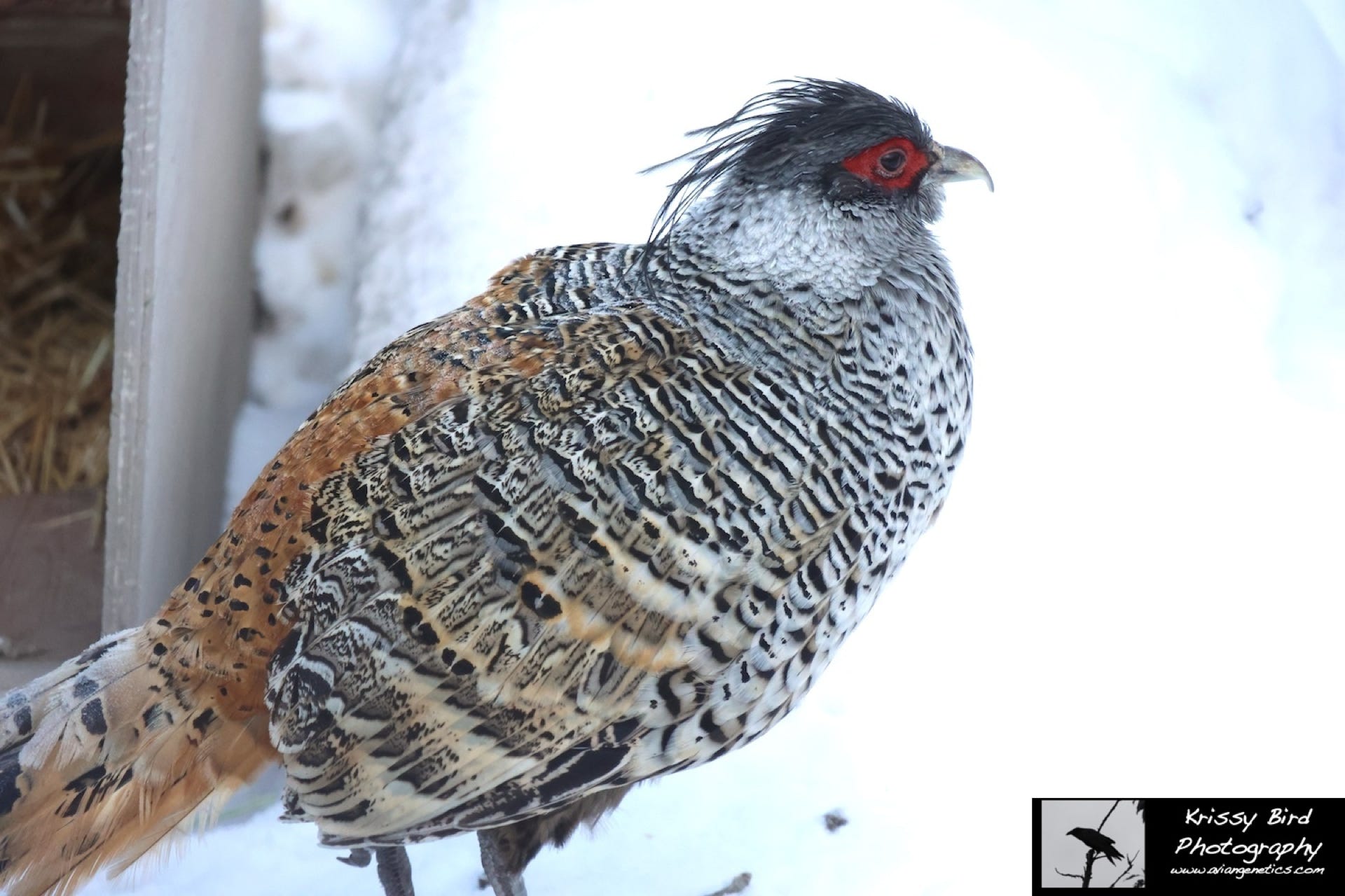 Pheasant Ridge Cheer Pheasant Male
